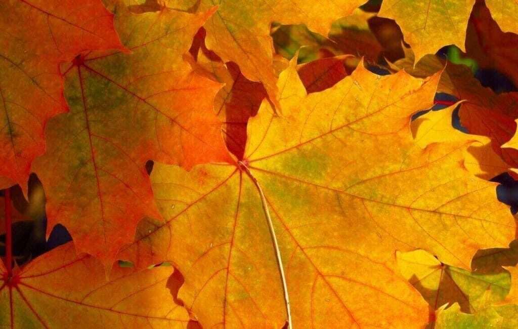 7 grunde til, at praktikophold i Canada er en god idé 1 Bladeren in de herfst in Canada
