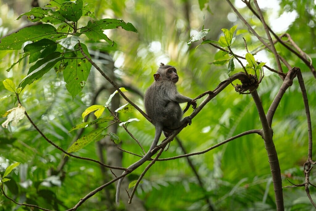 Ubud Rejseguide: Hvad Skal Jeg Besøge I Ubud, Bali? 1 abe i abeskoven i ubud